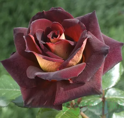 Фото красивого цветка Роза Эдди Митчелл для скачивания