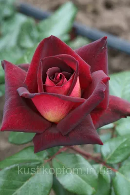 Изображение розы Эдди Митчелл в высоком качестве