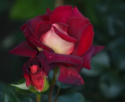 Фотка розы Эдди Митчелл с возможностью выбора формата