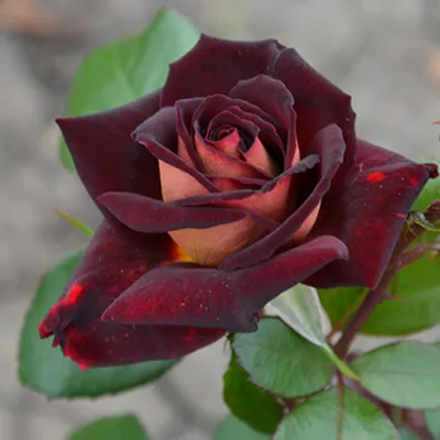 Картина с изображением розы Эдди Митчелл в png формате