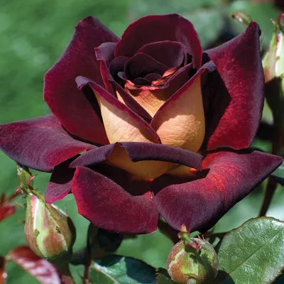 Фото красивой розы Эдди Митчелл для любителей флоры