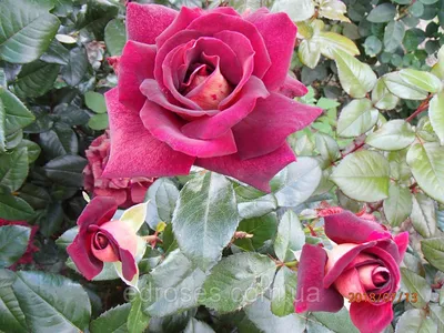 Изображение розы Эдди Митчелл с разными вариантами размеров