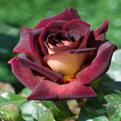 Фотография розы Эдди Митчелл в формате jpg с опцией скачивания