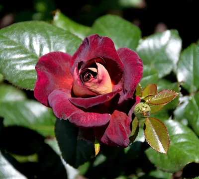 Фотка розы Эдди Митчелл в стиле макрофотографии