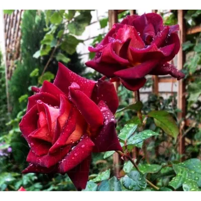 Картина с изображением розы Эдди Митчелл в webp формате