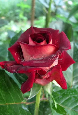 Фотография розы Эдди Митчелл красиво представлена на этой странице