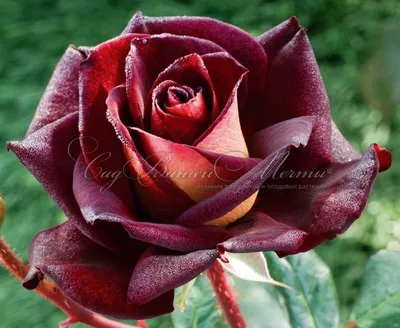 Фотография красивой розы Эдди Митчелл для скачивания
