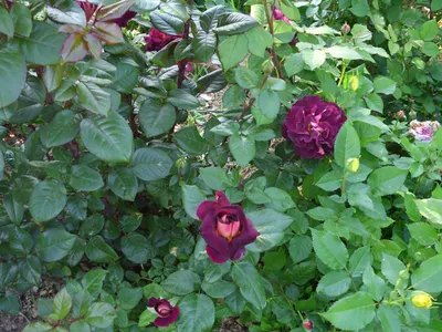 Фотка розы Эдди Митчелл в png формате для ценителей природы