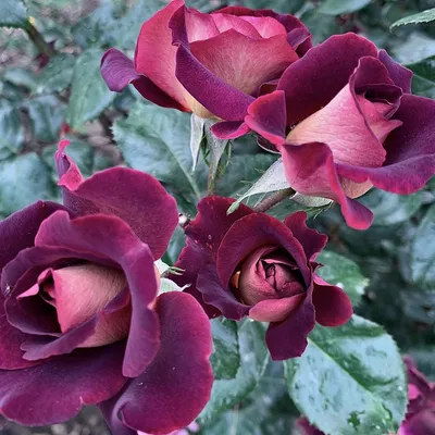 Картина с изображением розы Эдди Митчелл в высоком разрешении