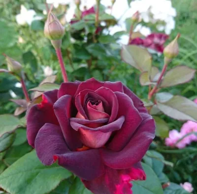 Фото розы Эдди Митчелл для скачивания в формате webp