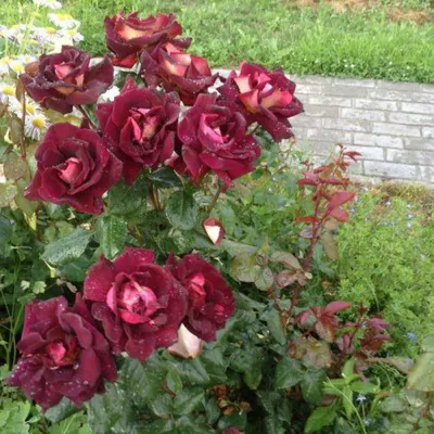 Изображение розы Эдди Митчелл в разных размерах для выбора