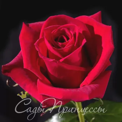 Фотка розы Эдди Митчелл с опцией скачивания в jpg формате