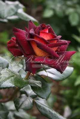 Картина с изображением розы Эдди Митчелл в формате png
