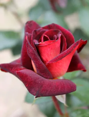 Фото розы Эдди Митчелл в высоком качестве и разных размерах