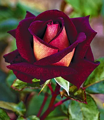 Изображение розы Эдди Митчелл с акцентом на ее красоту