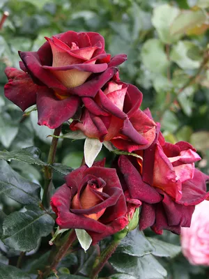 Фотка розы Эдди Митчелл в jpg формате