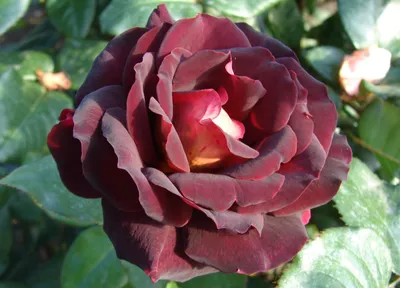 Фотография розы Эдди Митчелл с яркими цветами для скачивания