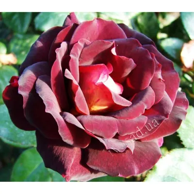 Фотка розы Эдди Митчелл в формате jpg с возможностью выбора формата сохранения