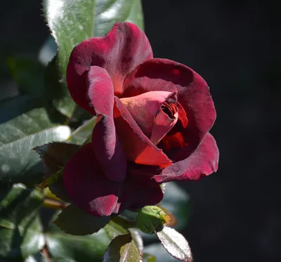Картина с изображением розы Эдди Митчелл в png формате для скачивания