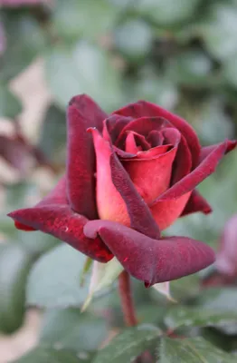 Фото розы Эдди Митчелл в webp формате с разными вариантами размеров