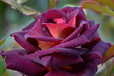 Фото крупным планом розы Эдди Митчелл для скачивания