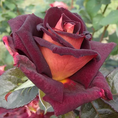 Изображение розы Эдди Митчелл в webp формате