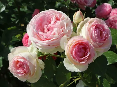Разнообразные размеры и форматы фото розы Эдем для скачивания