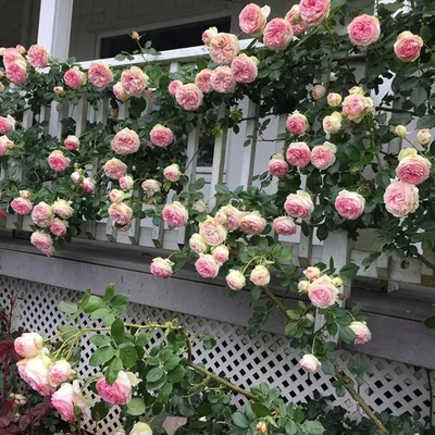 Неповторимая элегантность: фотка розы Эдем