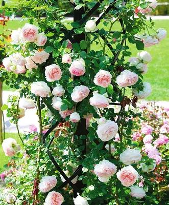 Очарование розы Эдем: красивые картинки в разных форматах