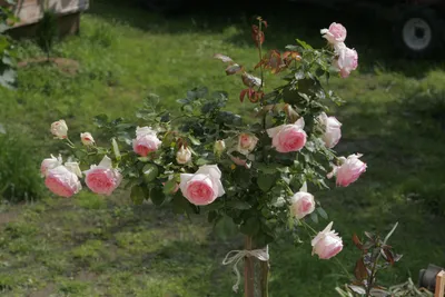 Уникальность природы: фотографии розы Эдем