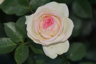 Фотоархив розы Эдем: изысканные снимки для скачивания