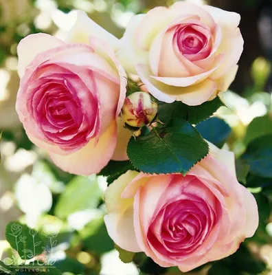 Фото розы Эдем: красота природы в формате jpg