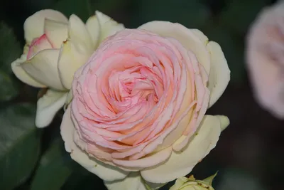 Искусное воплощение красоты: фотография розы Эдем