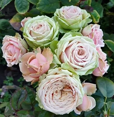 Магия цветов: фото розы Эдем для наслаждения глаз