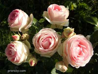 Истинное наслаждение: фотка розы Эдем в форматах jpg, png, webp