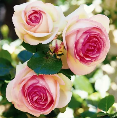 Цветочная гармония: фото розы Эдем в разных форматах