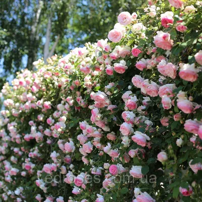 Декоративная роскошь: красивые картинки розы Эдем