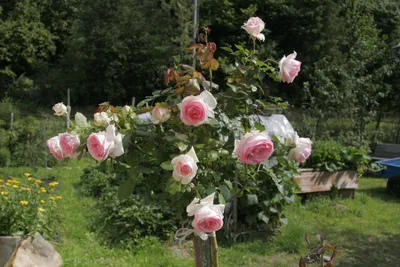Фотоархив розы Эдем: богатство красок и форм
