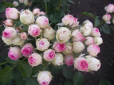 Совершенство природы: фотография розы Эдем в разных размерах