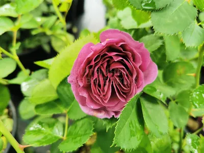Отражение нежности: фото розы Эдем в разнообразных форматах