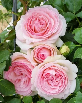 Изумительные моменты: фотография розы Эдем в webp формате