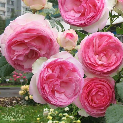 Выбирайте свой любимый размер: фото розы Эдем