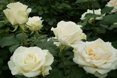 Роза Эдванс в формате jpg для скачивания