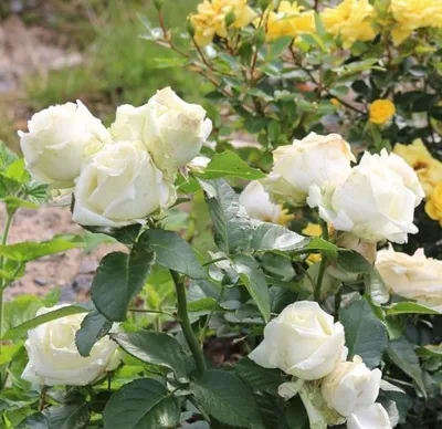 Изображение розы Эдванс в формате png