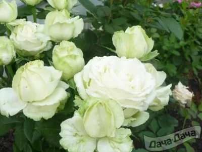 Великолепная роза Эдванс для вашего удовольствия