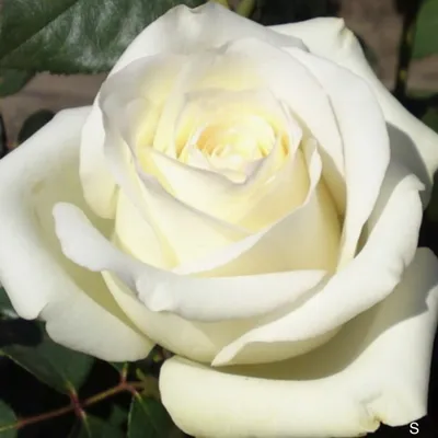 Изображение розы Эдванс в высоком качестве