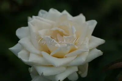 Фото красивой розы Эдванс для вашего веб-сайта