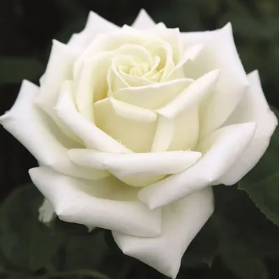Прекрасная роза Эдванс на фоне природы
