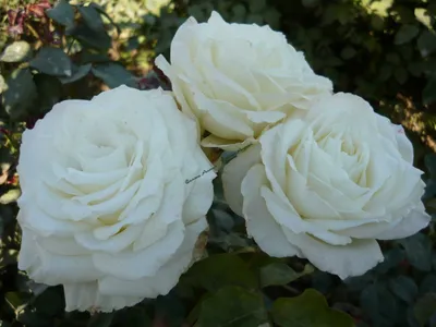 Студийное фото розы Эдванс в гармоничной композиции