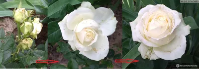 Уникальная фотография розы Эдванс в формате jpg